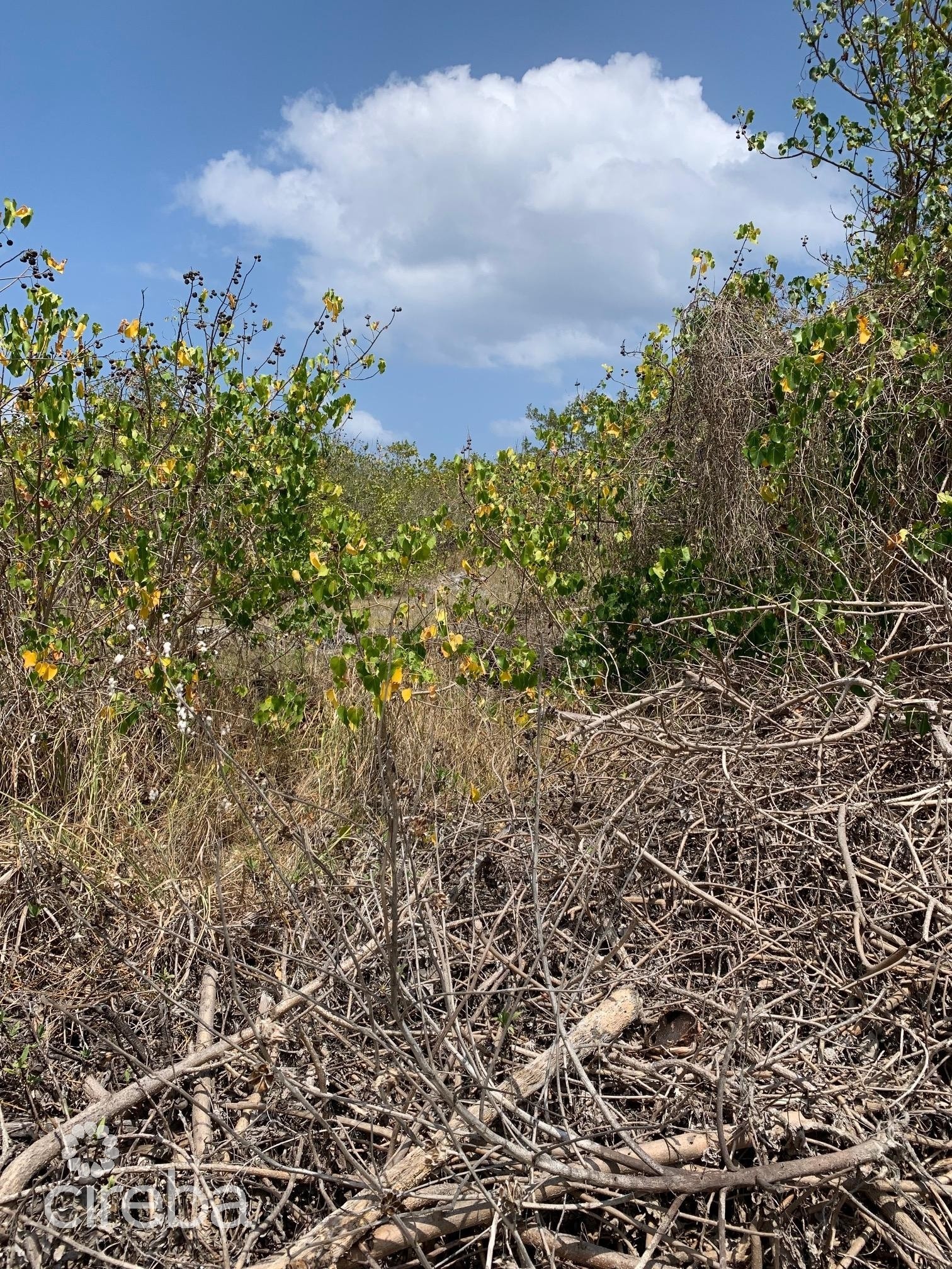 NORTHSIDE OCEAN FRONT AND INLAND PROPERTY