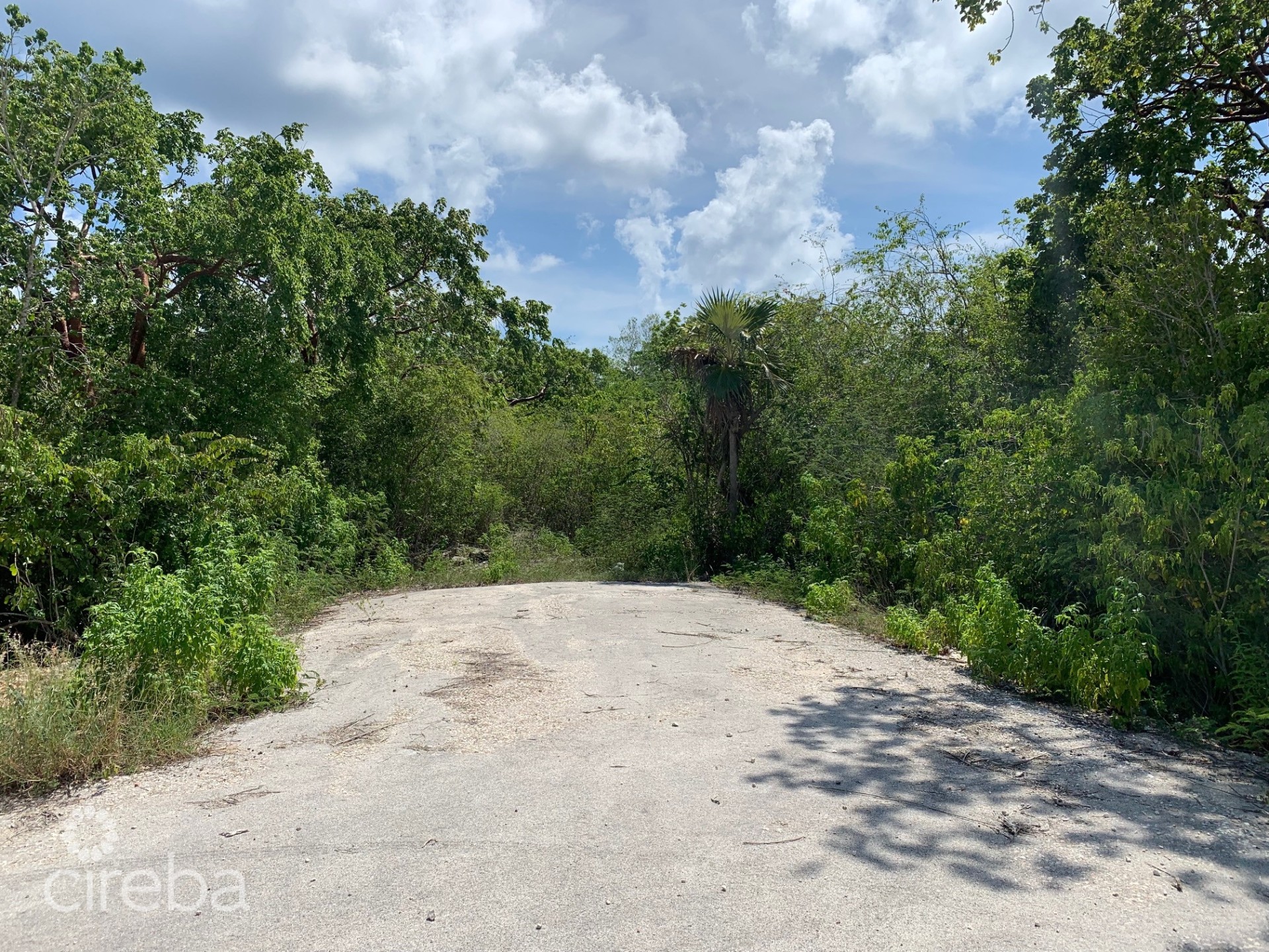 MUSICAL ORCHIDS MUSICAL ORCHIDS