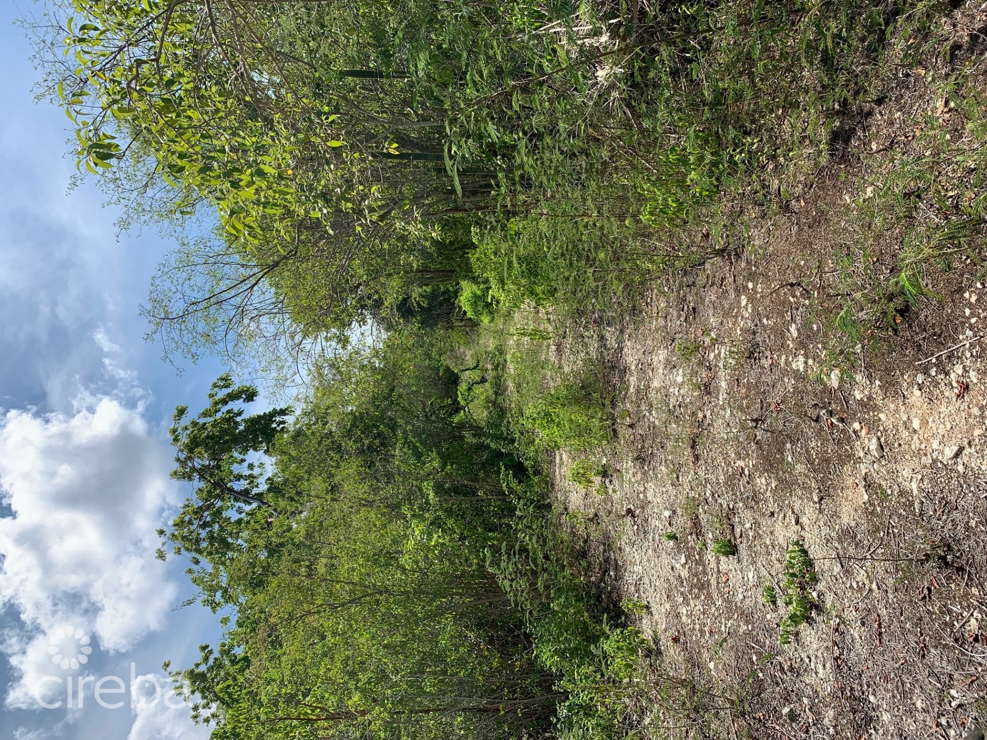 MUSICAL ORCHIDS MUSICAL ORCHIDS