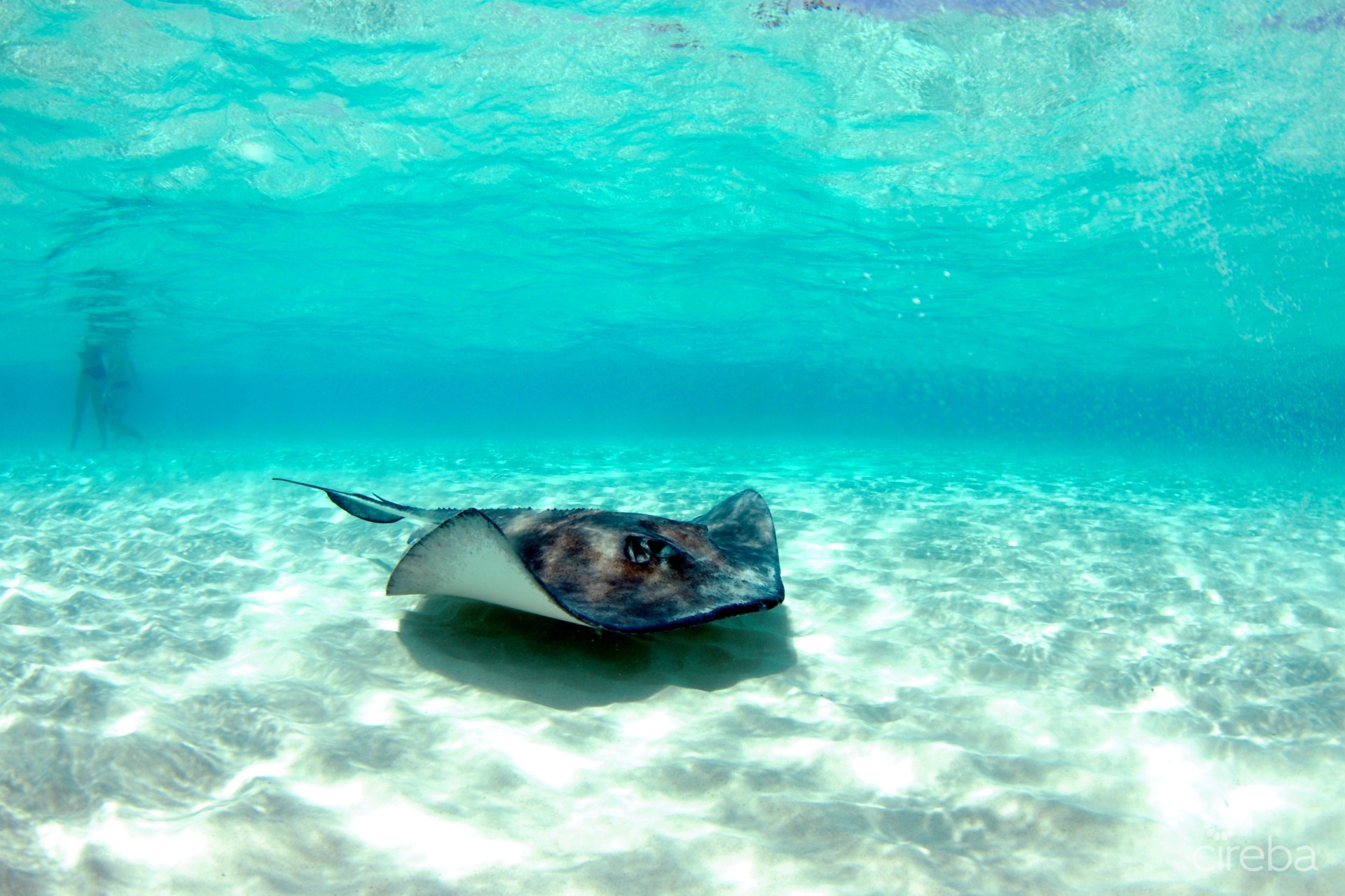 KELLYS WATERSPORTS & TOURS