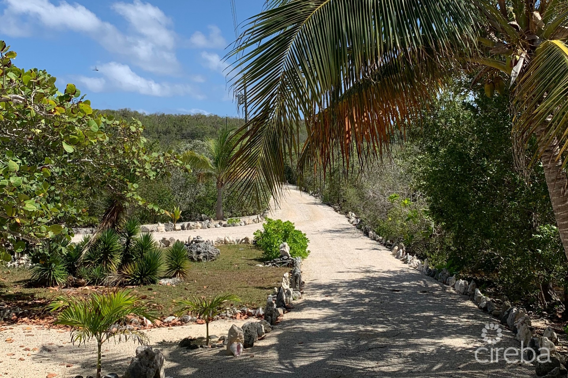 PALM BREEZES